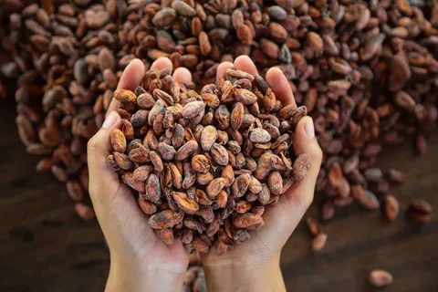 Cocoa: The Beating Heart of Bundibugyo’s Economy — And a Growing Asset for Uganda